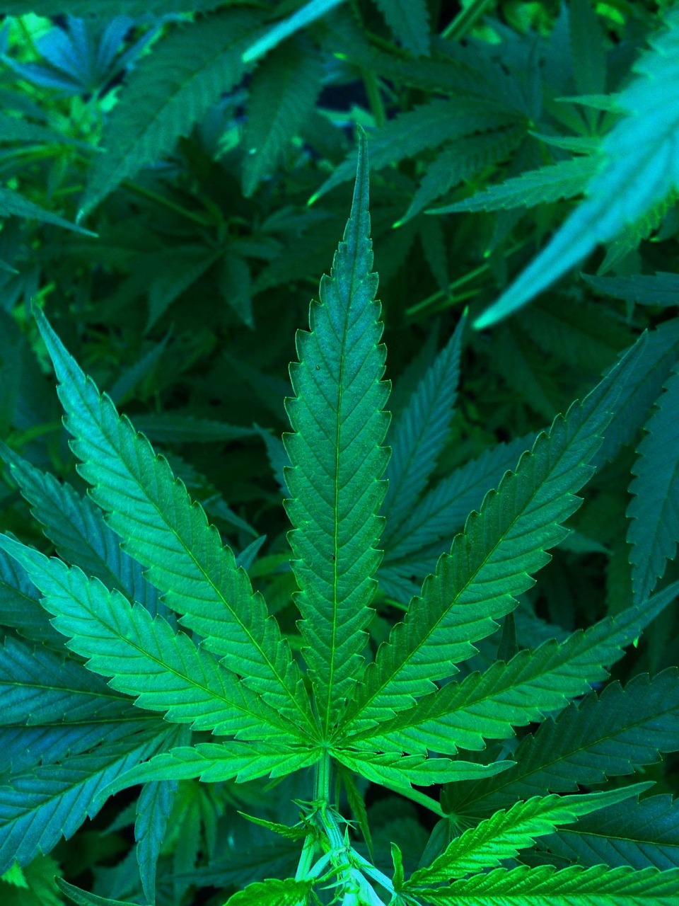 又跌了！有人砸40万买进，麻